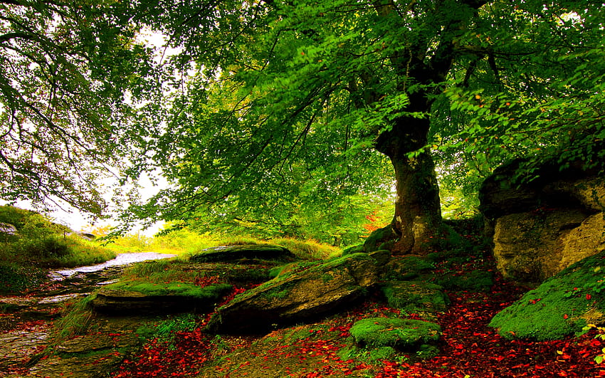 BOSQUE VERDE, madera, otoño, verdes, follaje, piedras fondo de pantalla