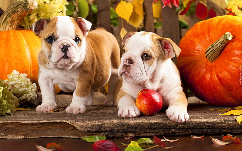 Puppies, dog, animal, cute, orange, bulldog, halloween, puppy, couple, pumpkin, autumn, caine HD wallpaper