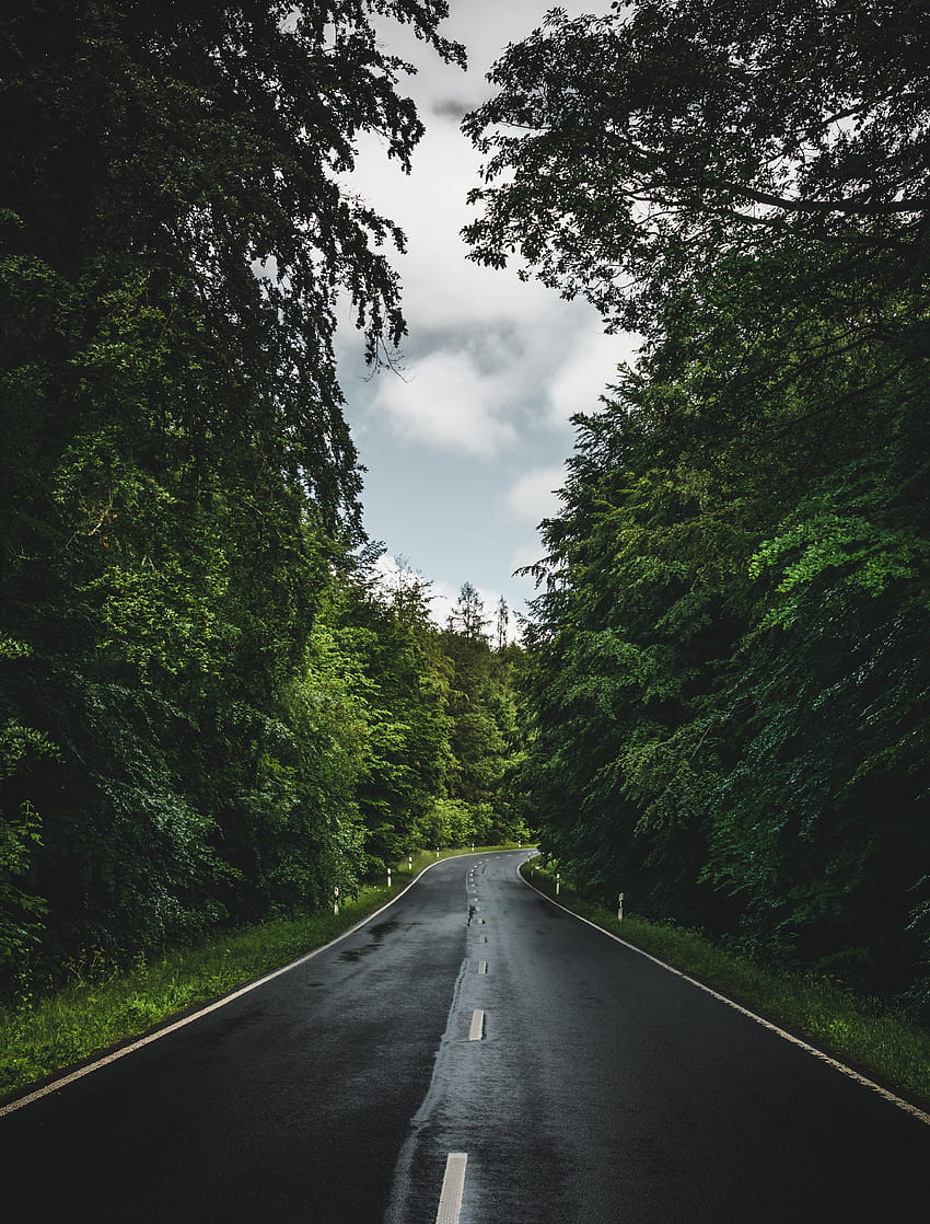 Nature, Trees, Sky, Road, Markup, Forest HD phone wallpaper