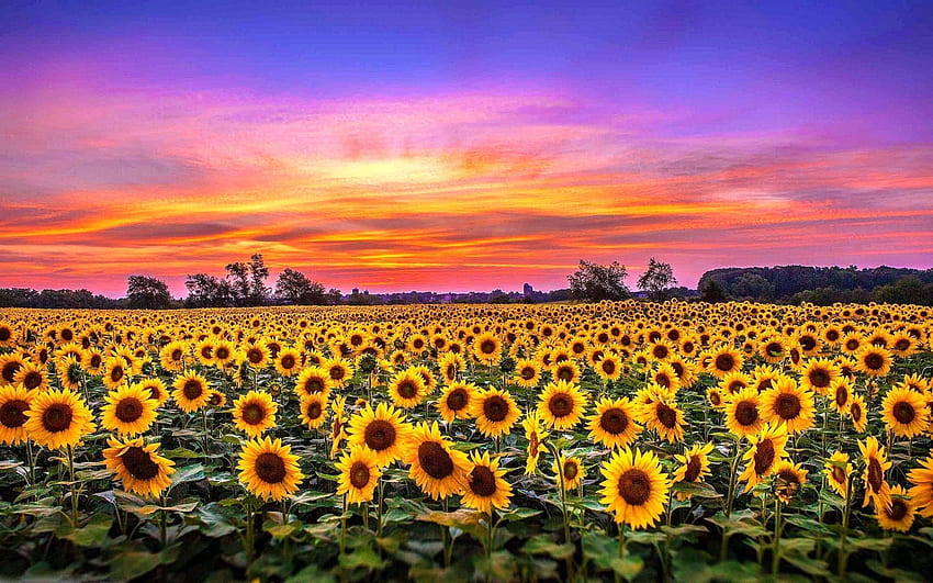 Sunflowers widescreen 169 wallpapers hd desktop backgrounds 2560x1440  images and pictures