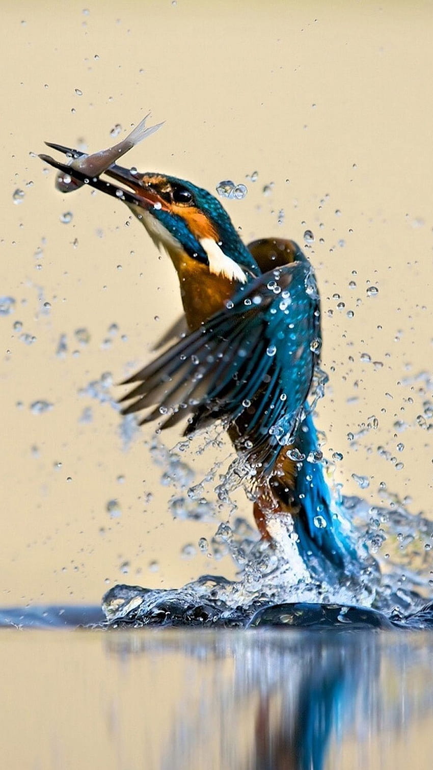Kingfisher Catching Fish iPhone 8 HD phone wallpaper