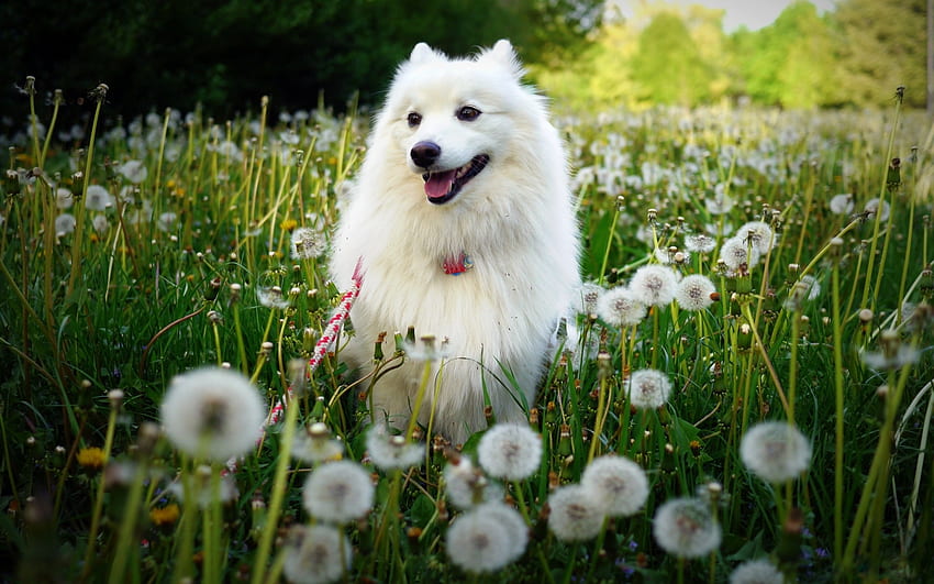 Anjing di Alam, sinar matahari, daffodil, grafik, lanskap, padang rumput Wallpaper HD