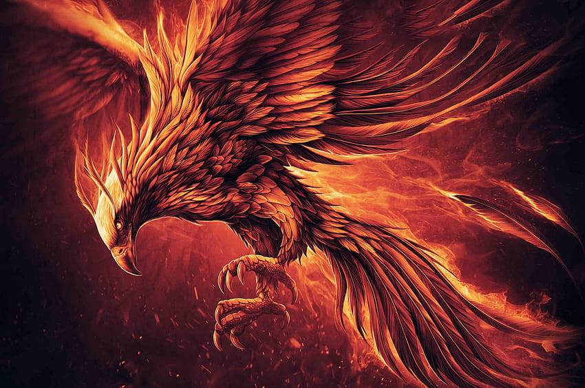 HD wallpaper bird of prey fire Fly  Phoenix artwork Eagle wallpaper  Wallpaper pc