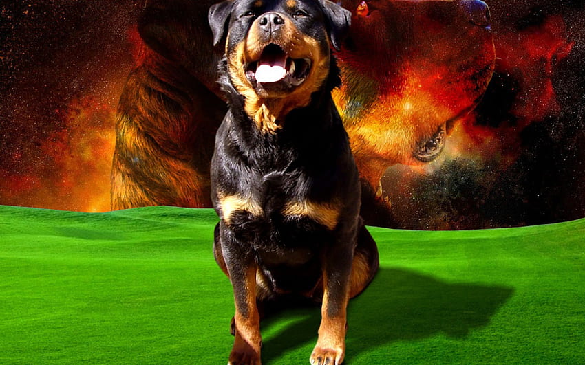 Weltraumhund Rottweiler, Weltraummops HD-Hintergrundbild