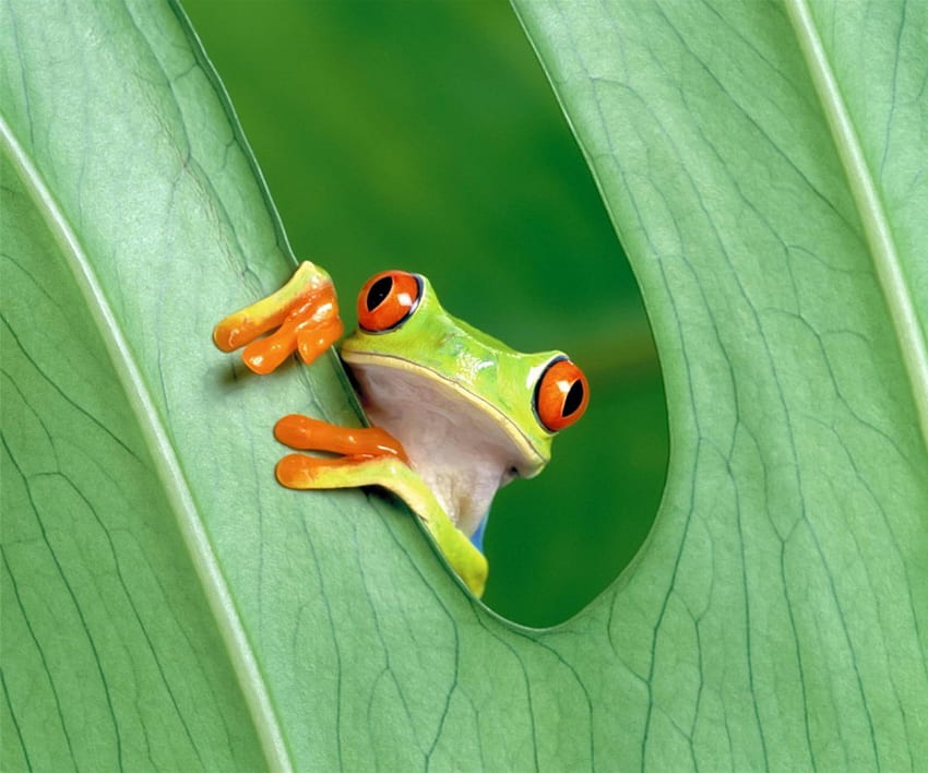 Peeper!, grün, Augen, Amphibie, Blatt, Frosch, orange, winzig HD-Hintergrundbild