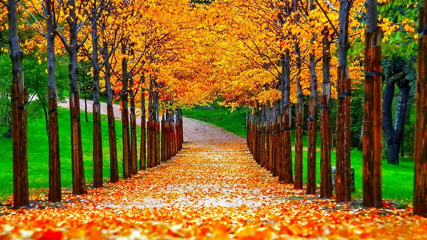 その他: 綺麗な色 樹木 輝く 紅葉 落ちる 秋 自然 紅葉 10月 景色 高画質の壁紙