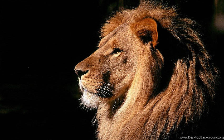 Hình nền Sư tử: Hãy tưởng tượng mình đang ngắm nhìn một con sư tử hùng mạnh trên màn hình điện thoại hay máy tính của bạn. Với hình nền sư tử đẹp mắt này, bạn có thể cảm nhận được sức mạnh và sự quyết đoán của loài vật hoang dã này.