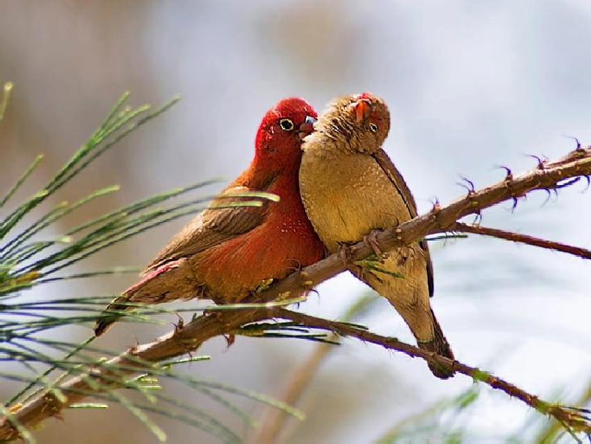 Любовни птици, красиви, птици, , любов HD тапет