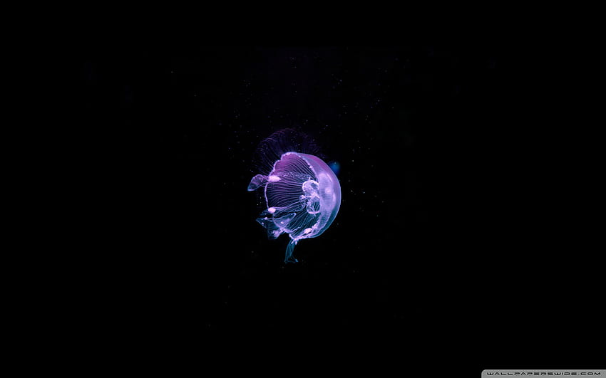 Jellyfish - Deep Blue Sea Ultra Background for U TV : Tablet : Smartphone HD wallpaper
