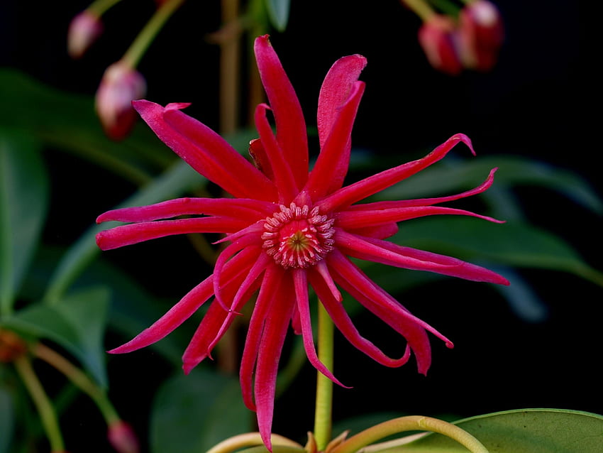 Illicium 'Scorpio' (arbusto de anis de Escorpião, flor de estrela de Escorpião). Caixa de ferramentas para plantas de jardinagem da Carolina do Norte papel de parede HD