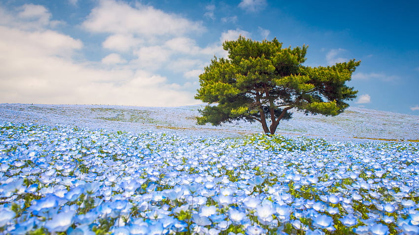 Bunga Nemophila mekar penuh pada hari yang cerah, Hitachi Seaside Park, Ibaraki, Jepang. Sorotan Windows 10 Wallpaper HD
