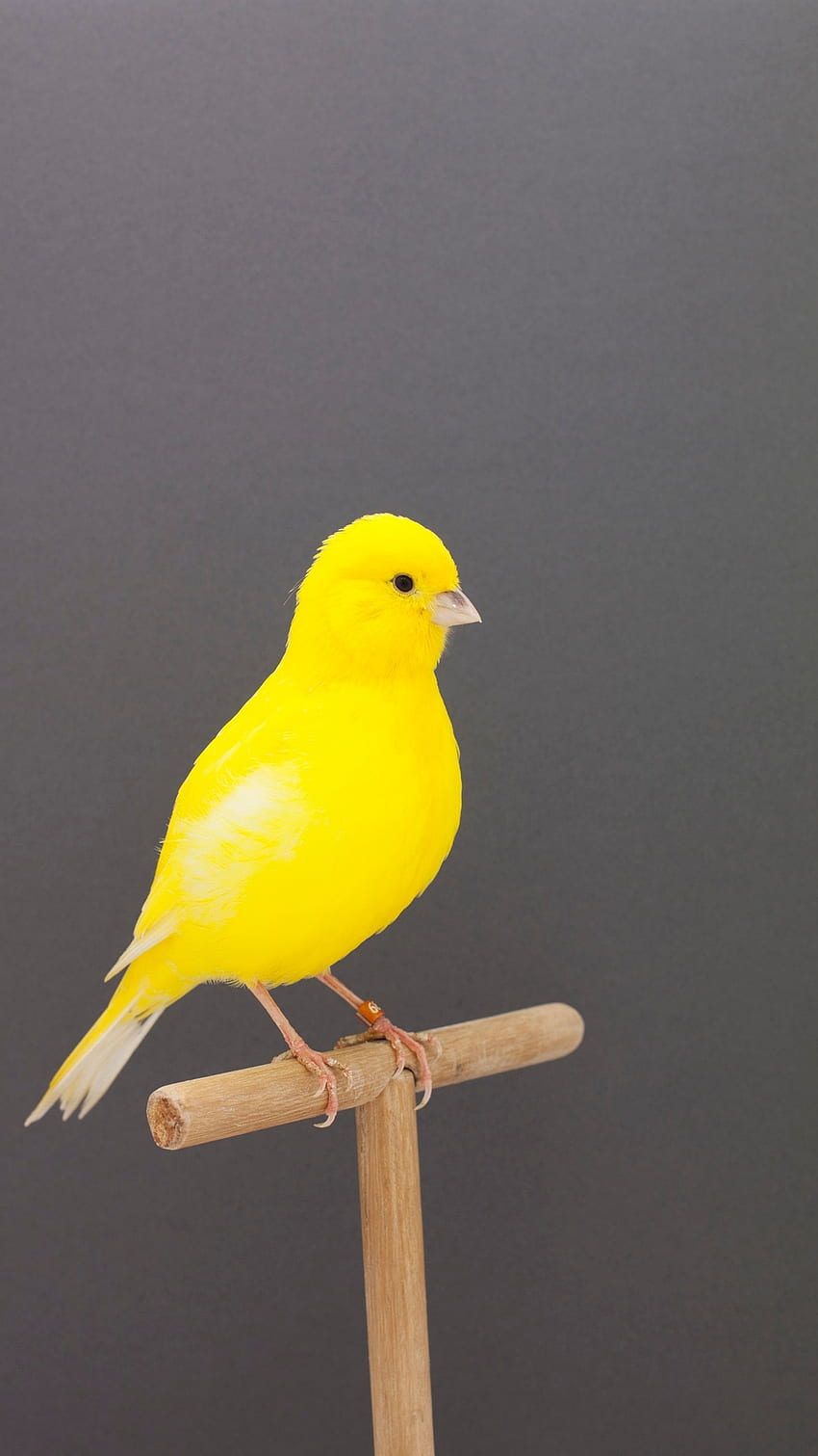 นกขมิ้น, สีเหลือง, นก วอลล์เปเปอร์โทรศัพท์ HD