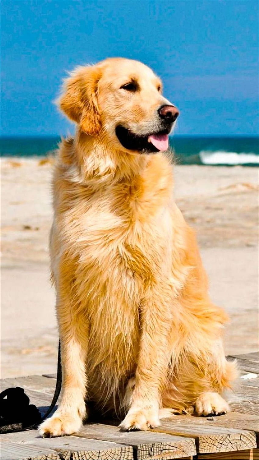 Cute Golden Retriever Beach Android and iPhone Background and Lockscreen HD phone wallpaper