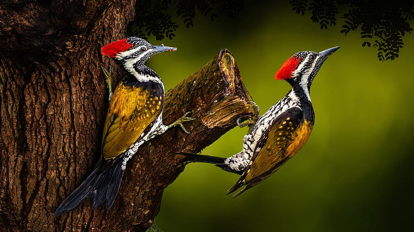Woodpecker, animal, bird, tree HD wallpaper