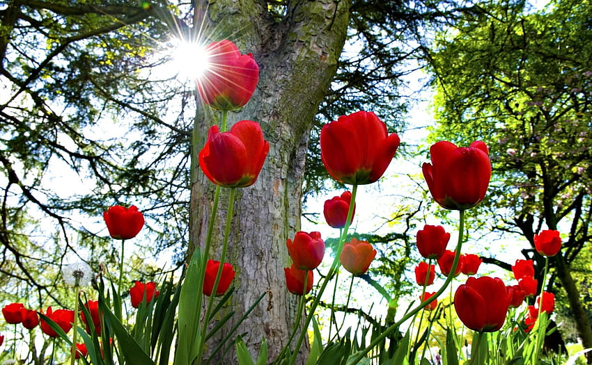flores, árvores, sol, tulipas, parque, canteiro de flores, canteiro de flores papel de parede HD