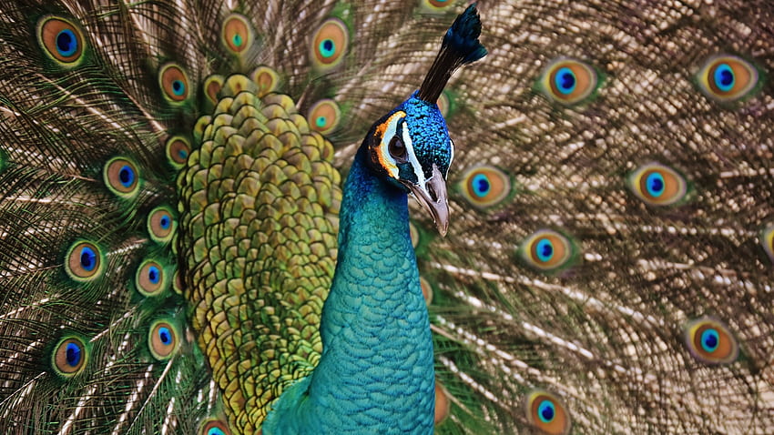 Peacock, blue, feather, paun, bird, green, pasare HD wallpaper