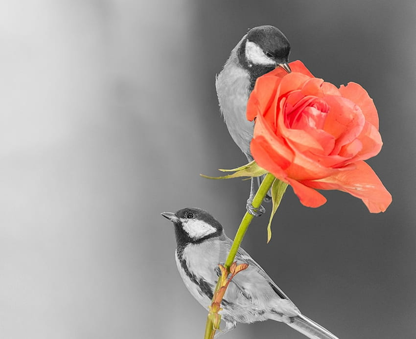 Pássaros e uma rosa, branco, preto, pássaro, bw, pasare, chapim azul, flor, vermelho, casal, trandafir papel de parede HD