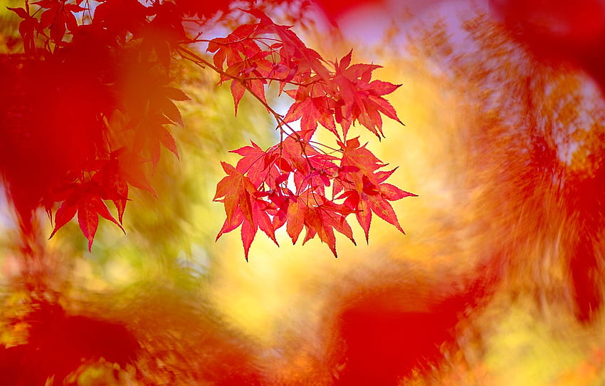 autumn, leaves, branches, nature, background, treatment, blur, red, bokeh, autumn, Japanese maple for , section природа HD wallpaper