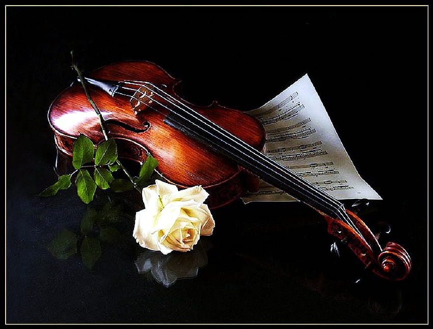 甘い音楽、白いバラ、黒の背景、楽譜、ヴァイオリン 高画質の壁紙