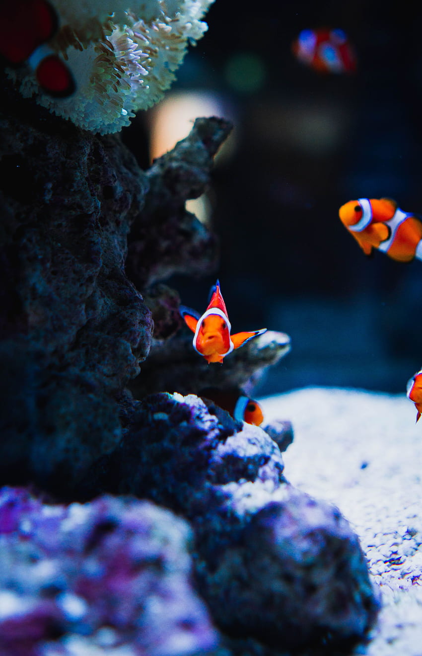 Tiere, Fische, Korallen, Ozean, Unterwasserwelt HD-Handy-Hintergrundbild