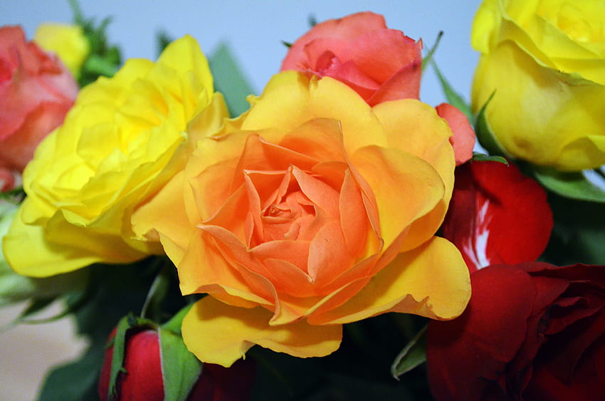 Blumen, Rosen, Blumenstrauß HD-Hintergrundbild
