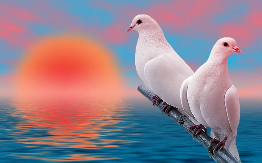 Love at sunset, Sun, White pigeons, Sunset, Sea, Water, Reflection HD wallpaper