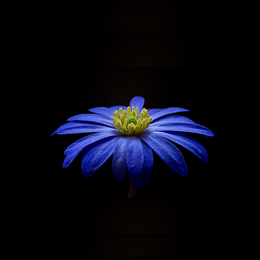anémona, flor azul, retrato fondo de pantalla del teléfono