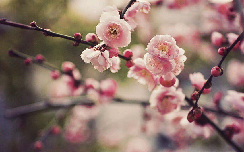 Ume Blossom clipart - Pencil and in color ume blossom, Japanese Blossom HD wallpaper