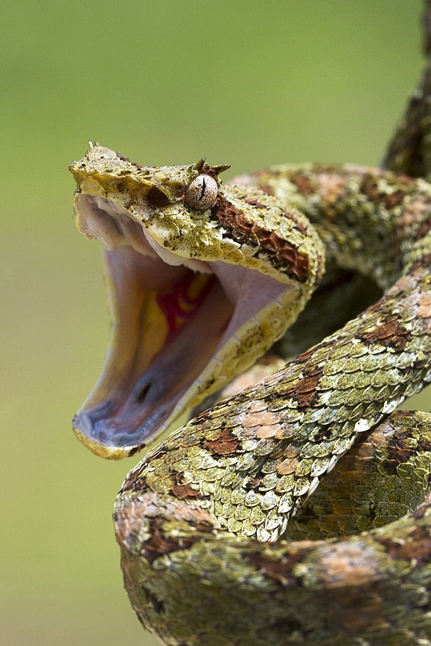 Snake, Aggression, Teeth, Bending Iphone 4s 4 For Parallax Background, Viper Snake iPhone HD phone wallpaper