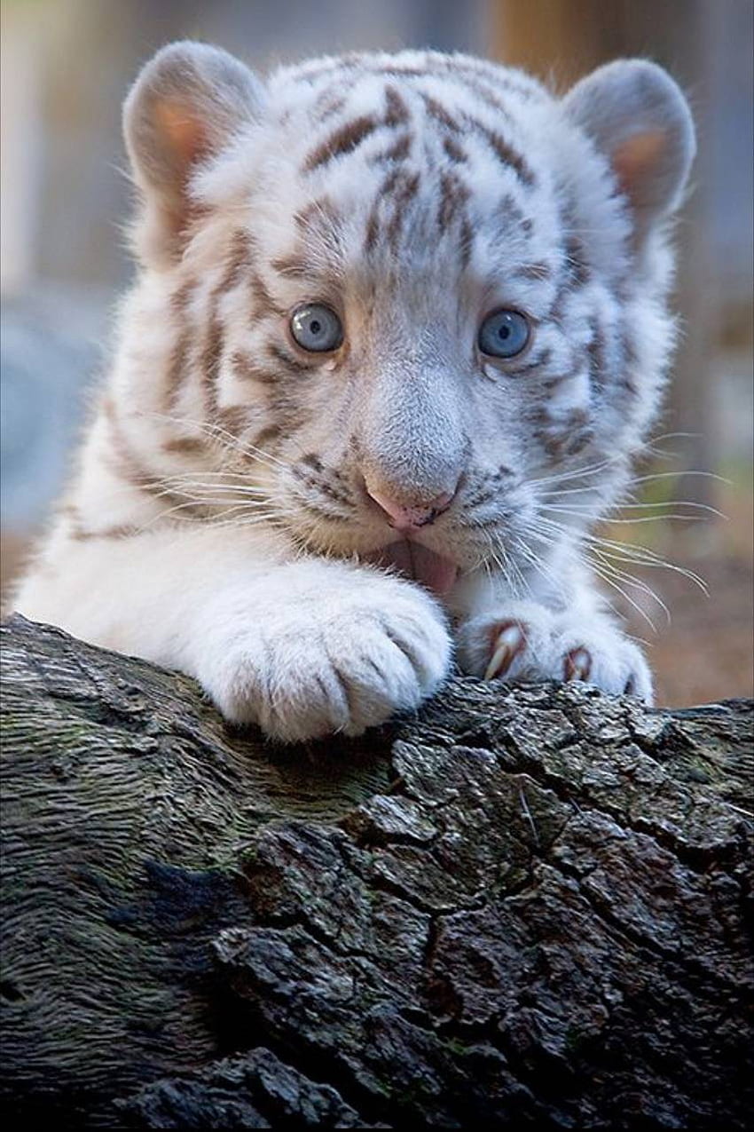 Baby tiger, Cute Baby Tiger HD phone wallpaper