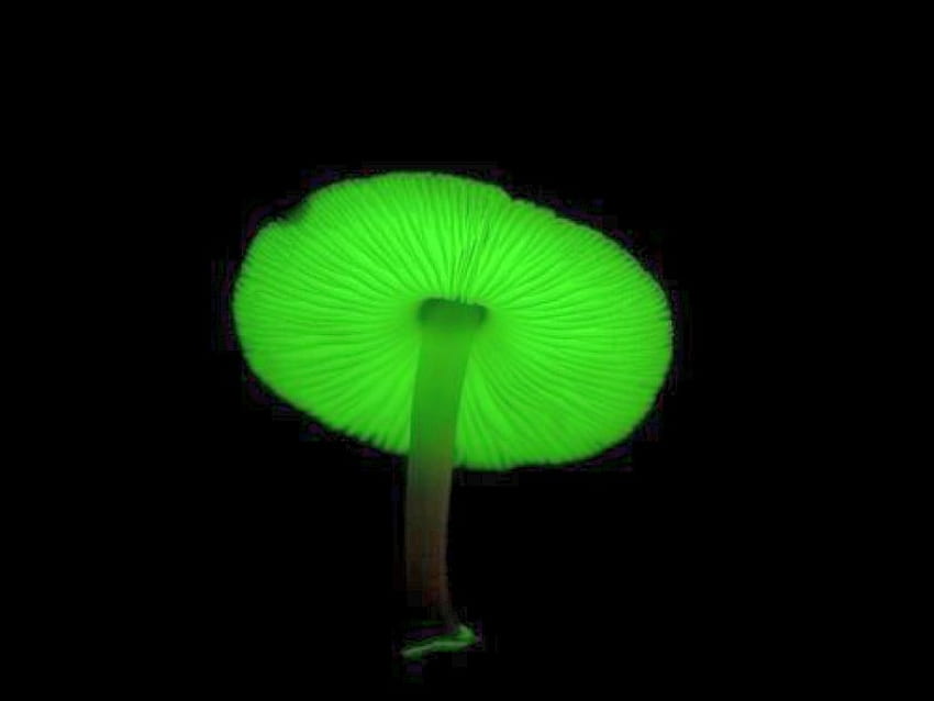 Mushroom-Glow-in-Dark, glow-in-dark, cool, mushroom HD wallpaper