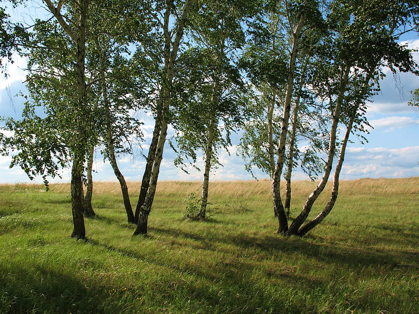 Landscape, Nature, Grass, Summer, Greens, Field, Polyana, Glade, Meadow, Kazakhstan, July HD wallpaper