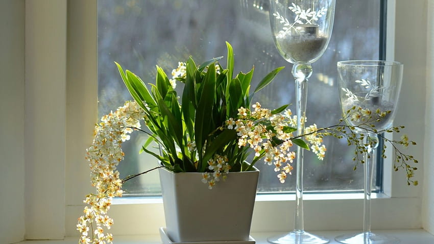 ✿•.window decorations✿•., window sill, candle holders, flowers, pots, orchids HD wallpaper