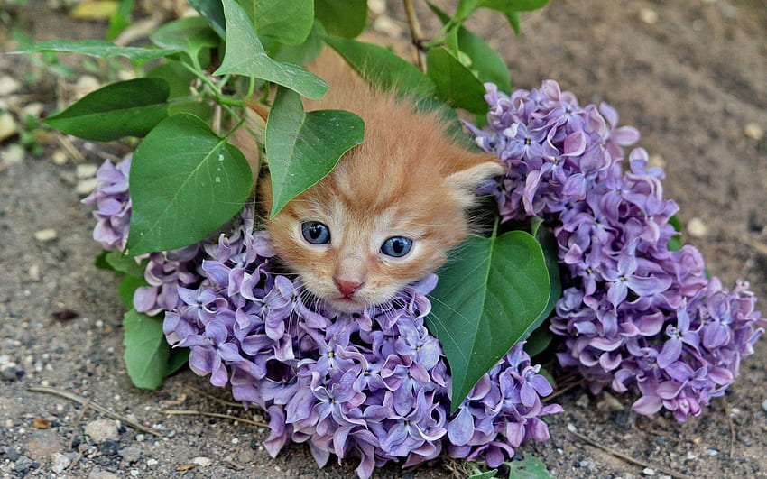 Animals, Flowers, Lilac, Kitty, Kitten, Branch HD wallpaper