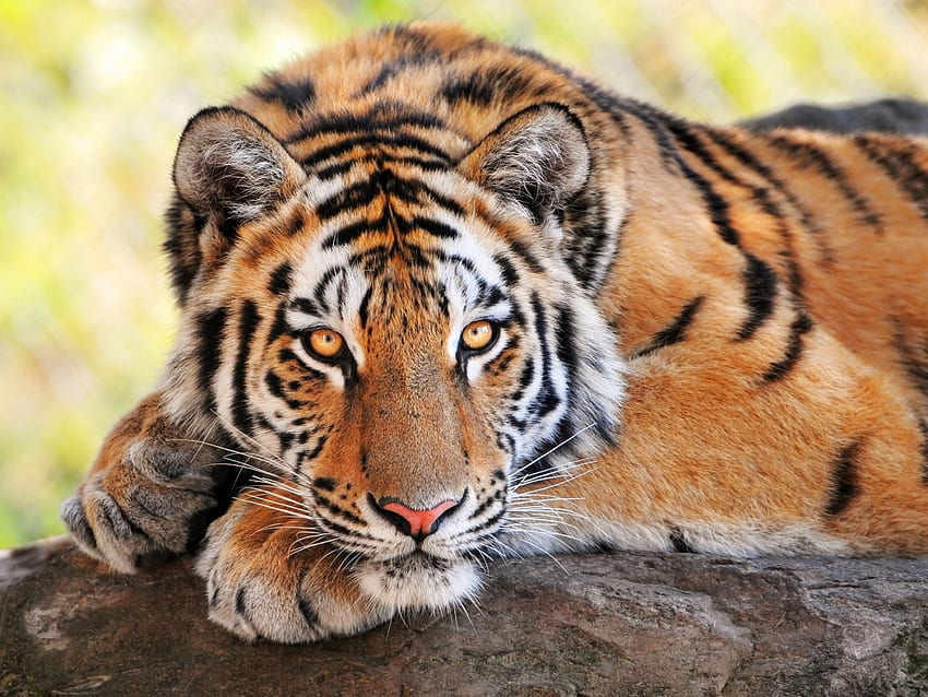 Animals, Tigers HD wallpaper