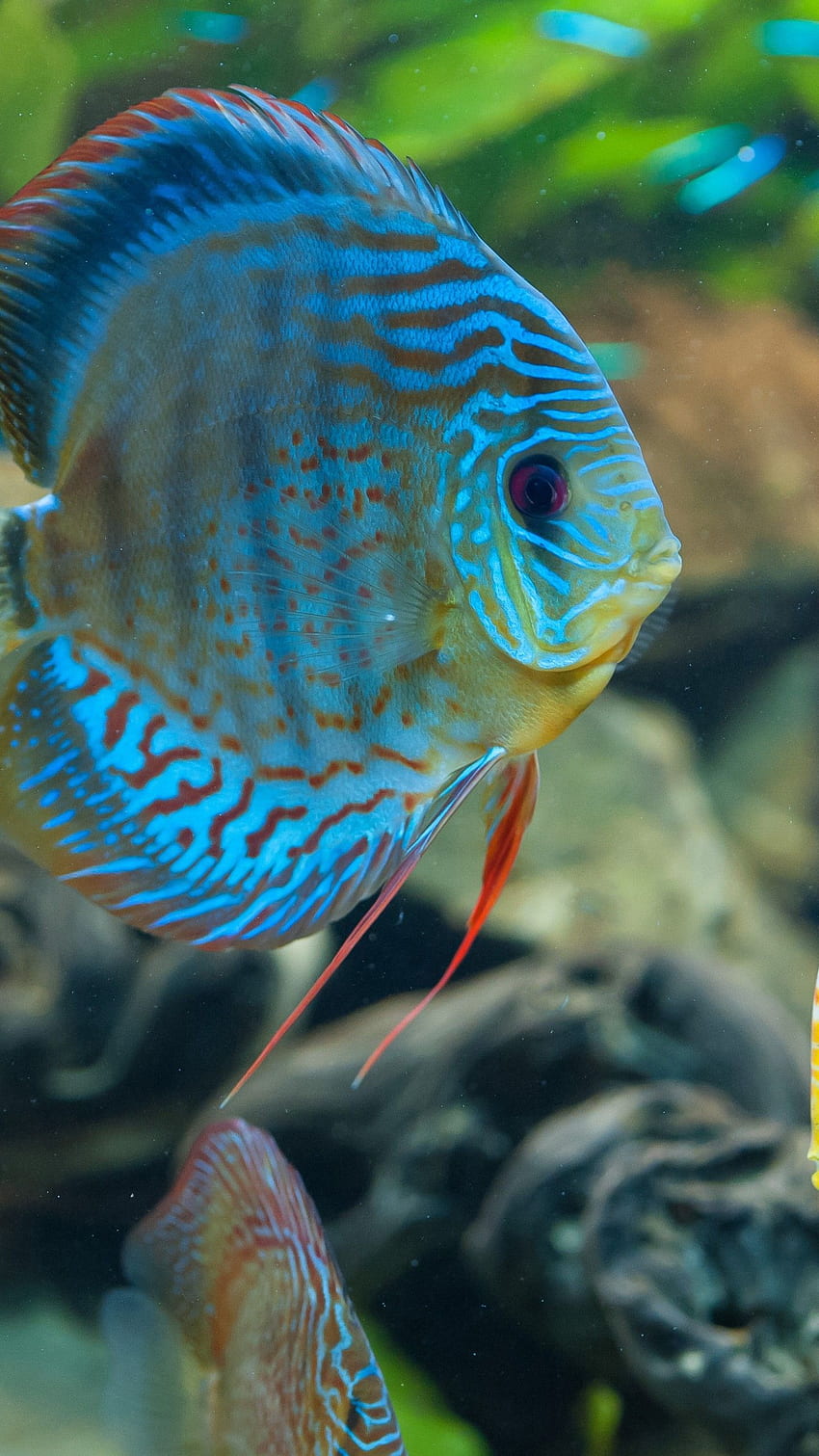 Dysk, egzotyczny, akwarium, ryba, zbliżenie, woda, niebieski, pomarańczowy, Najlepsze na świecie miejsca do nurkowania, Zwierzęta Tapeta na telefon HD