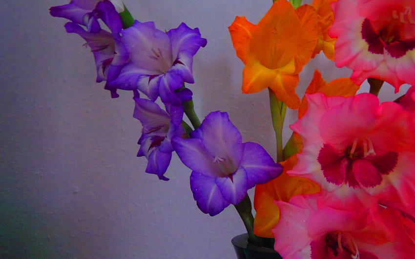 แกลดิโอลัส, กลีบดอก, ใบไม้, สี, ลำต้น วอลล์เปเปอร์ HD