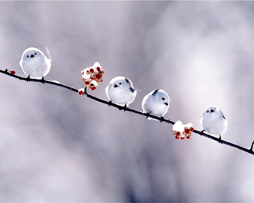 Winter Birds, Cute Winter Bird HD wallpaper
