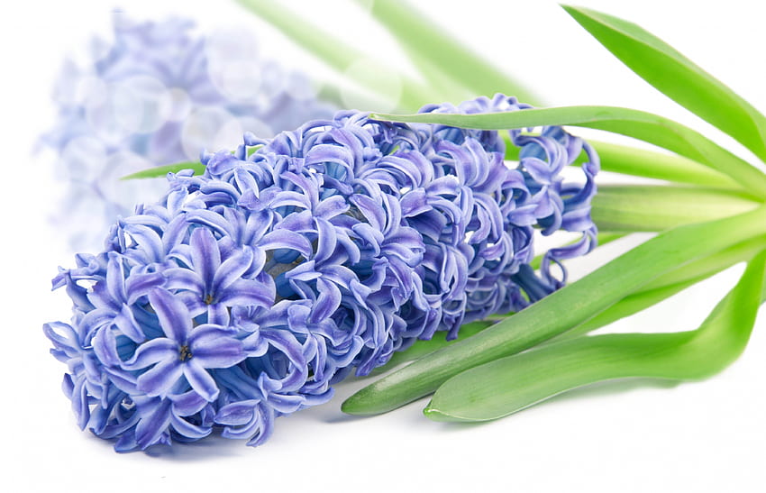 Blue hyazinth, blue, hyazinth, spring, flower HD wallpaper
