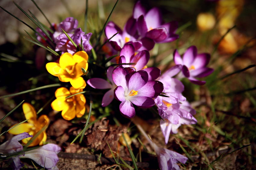 Blumen, aufgelöst, lose, sonnig, Primel, Krokusse HD-Hintergrundbild