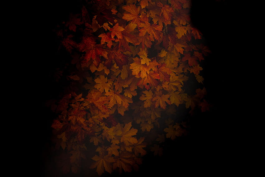 Autumn, Leaves, Dark, Wood, Tree, Shadows, Maple HD wallpaper