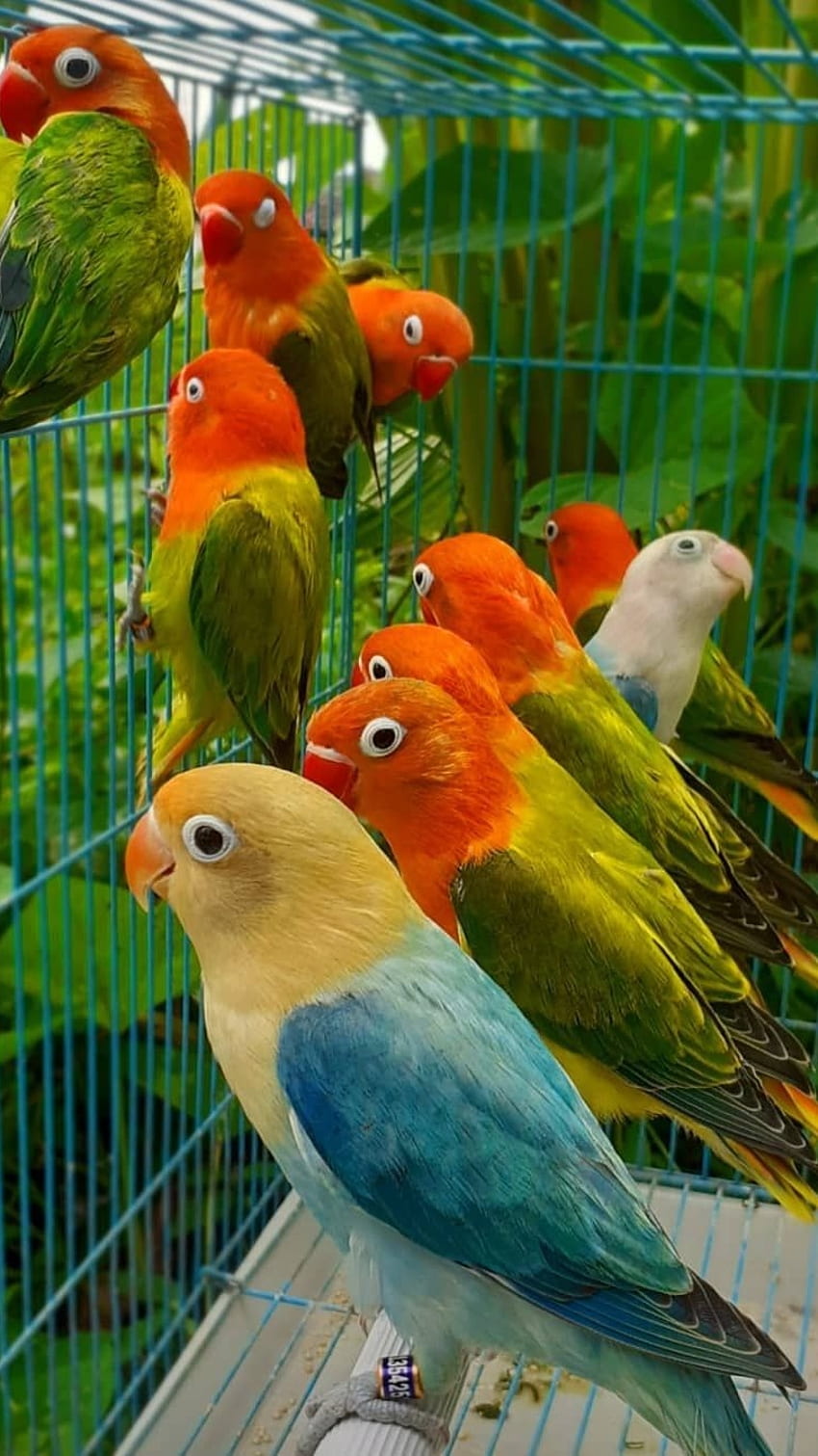 Love Birds, Lovely HD phone wallpaper