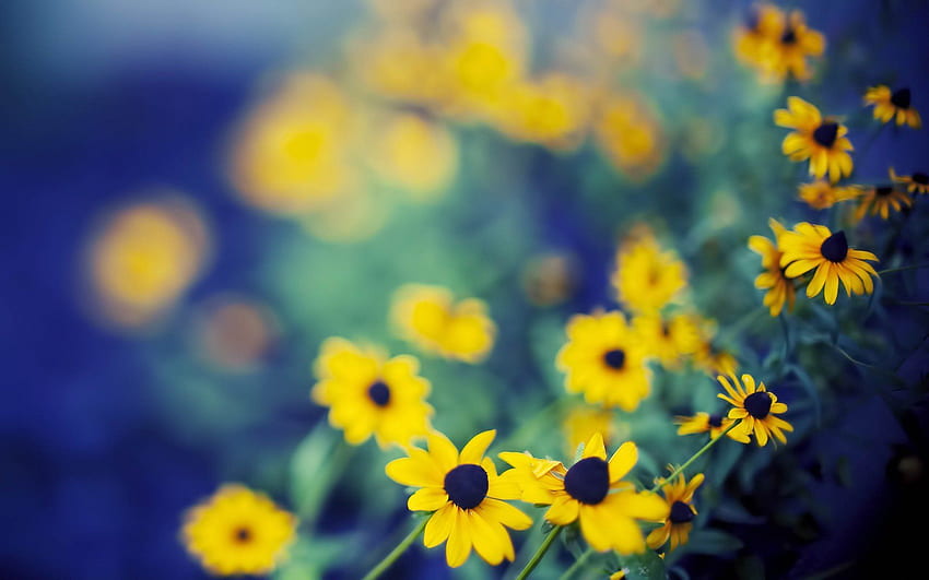 自然の花ボケ被写し界深度黄色の花、青と黄色の花 高画質の壁紙