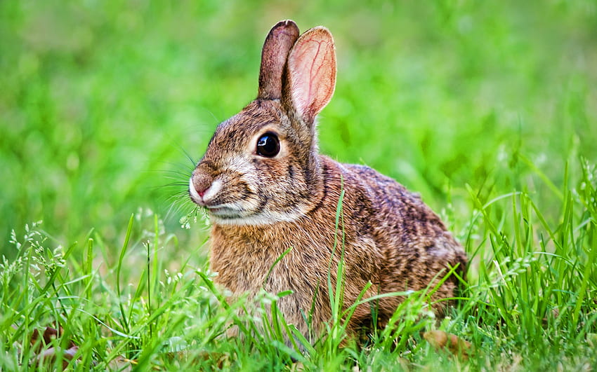 kelinci, satwa liar, bokeh, rumput, binatang lucu, rumput hijau, kelinci Wallpaper HD
