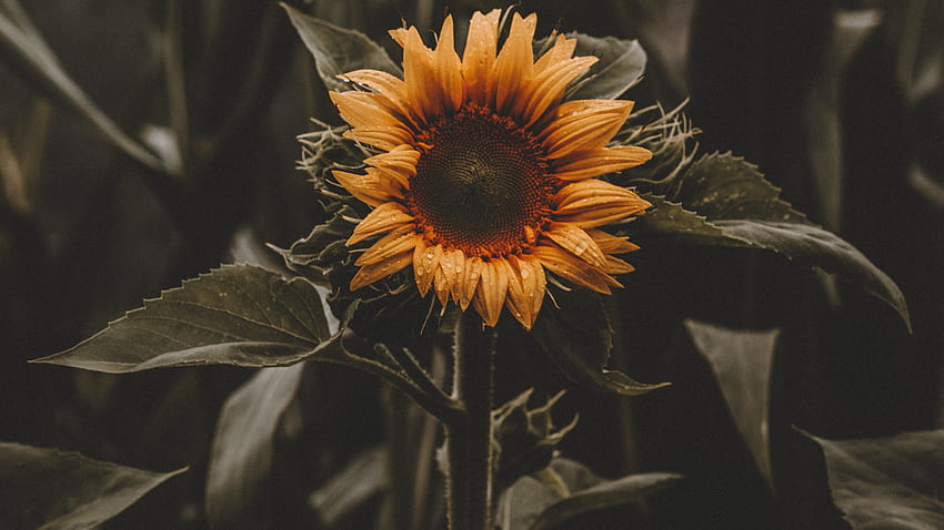 beautiful, bloom, sunflower, yellow, dual wide, , , background, 9086, Sunflower Drawing Laptop HD wallpaper