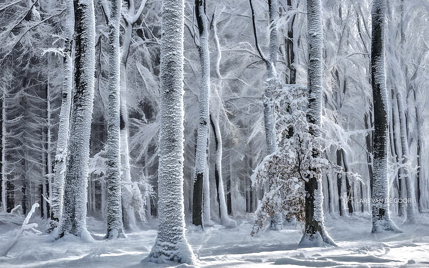Kälte kommt, Winter, komm, Frost, Schnee, Kälte, Bäume, Wald, Eis HD-Hintergrundbild