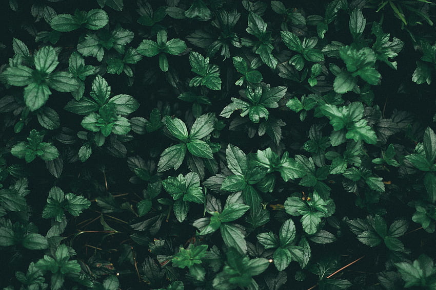 Green Leaf Plant · Stock, Grey and Green Aesthetic HD wallpaper | Pxfuel