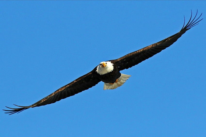 Ein majestätischer Weißkopfseeadler, Natur, Vögel, Adler, Tiere HD-Hintergrundbild