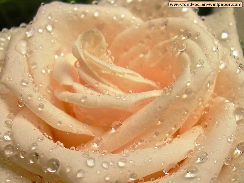 rosa, albicocca, rugiada, fiore Sfondo HD