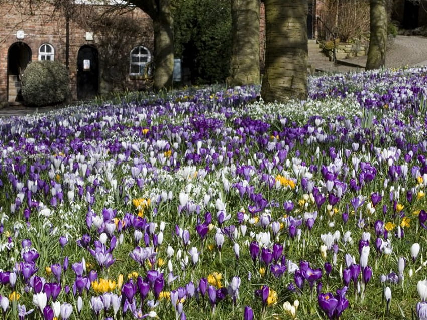 spring is coming, purple, fields, crocus, spring HD wallpaper